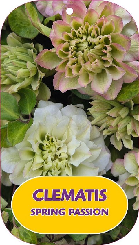 Clematis SPRING PASSION  (P)