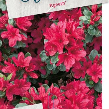 Rhododendron 'Ageeth' (AJ)