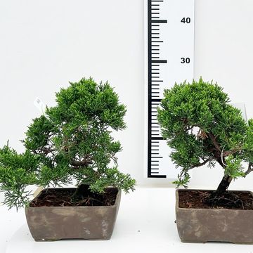 Juniperus chinensis