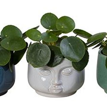 Pilea peperomioides