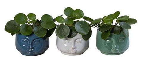 Pilea peperomioides