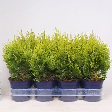 Platycladus orientalis 'Aurea Nana'