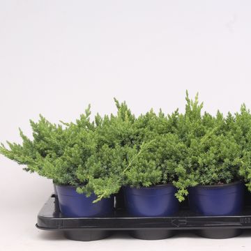 Juniperus procumbens 'Nana'