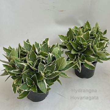Hydrangea macrophylla HOVARIAGATA
