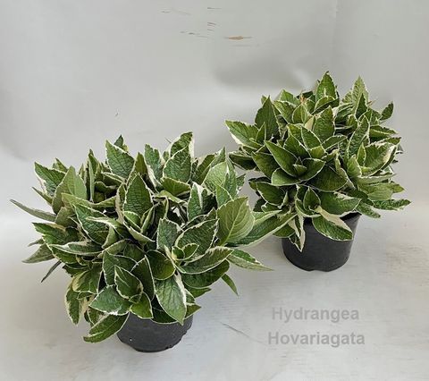 Hydrangea macrophylla HOVARIAGATA