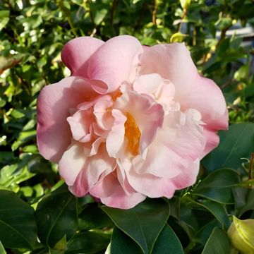 Camellia 'High Fragrance'