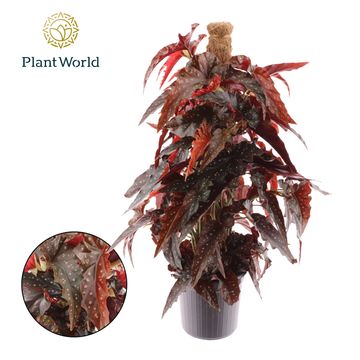 Begonia 'Black Forest'