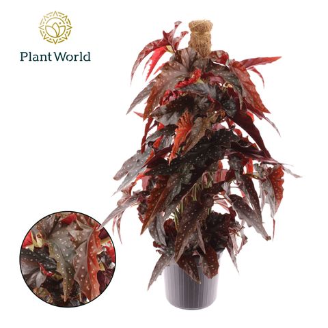 Begonia 'Black Forest'