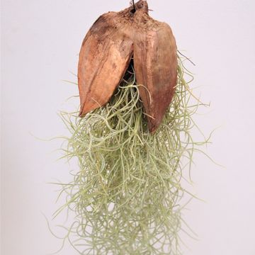 Tillandsia usneoides