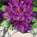 Rhododendron 'Marcel Menard'