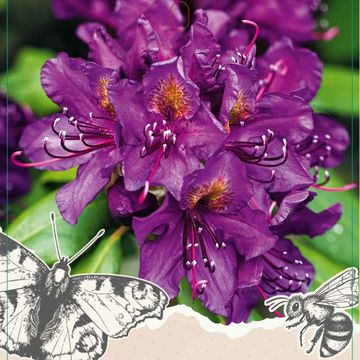 Rhododendron 'Marcel Menard'