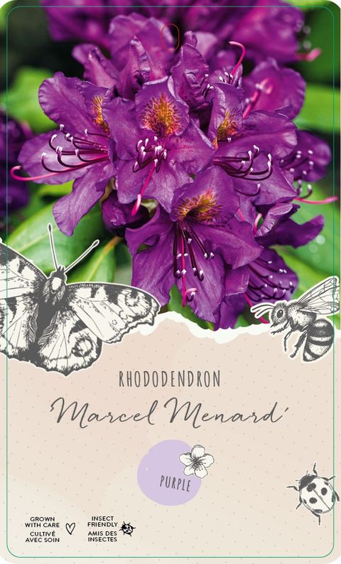 Rhododendron 'Marcel Menard'