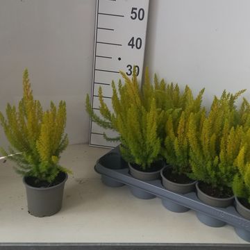 Erica arborea 'Albert's Gold'