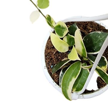 Hoya lacunosa 'Asami'