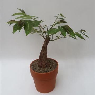 Phyllanthus mirabilis