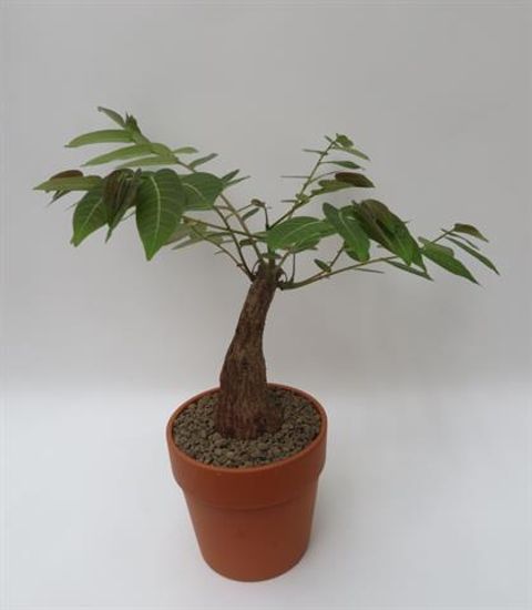 Phyllanthus mirabilis