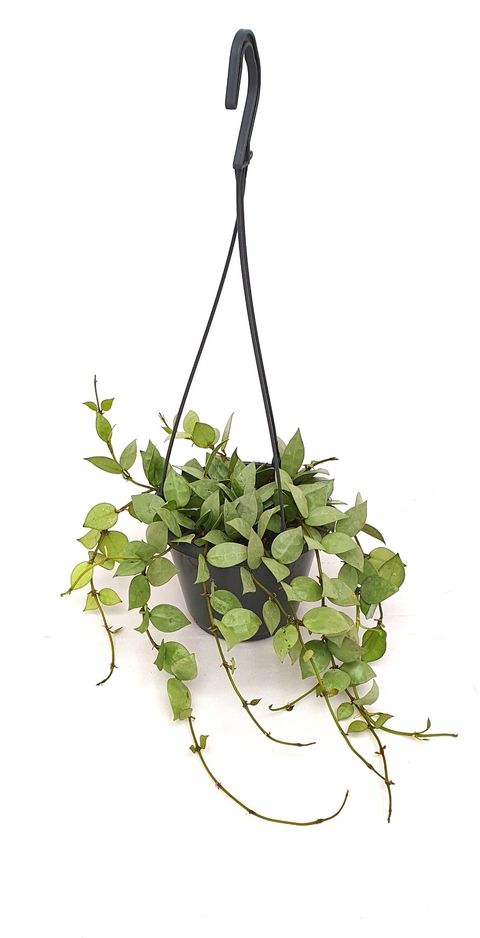 Hoya krohniana 'Eskimo'