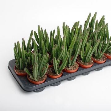 Stapelia leendertziae