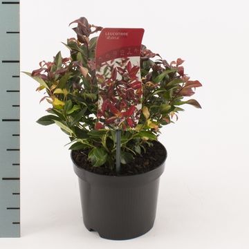 Leucothoe 'Zeblid'