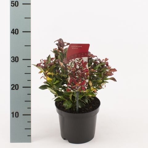 Leucothoe 'Zeblid'