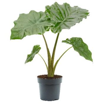 Alocasia 'Portodora'