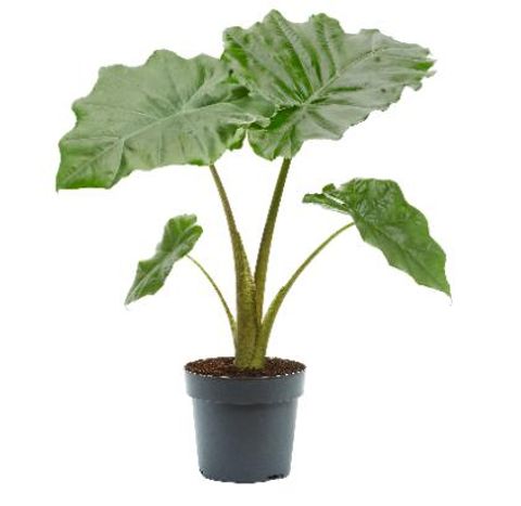 Alocasia 'Portodora'