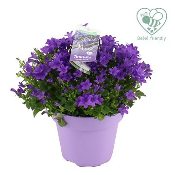 Campanula portenschlagiana AMBELLA INTENS PURPLE