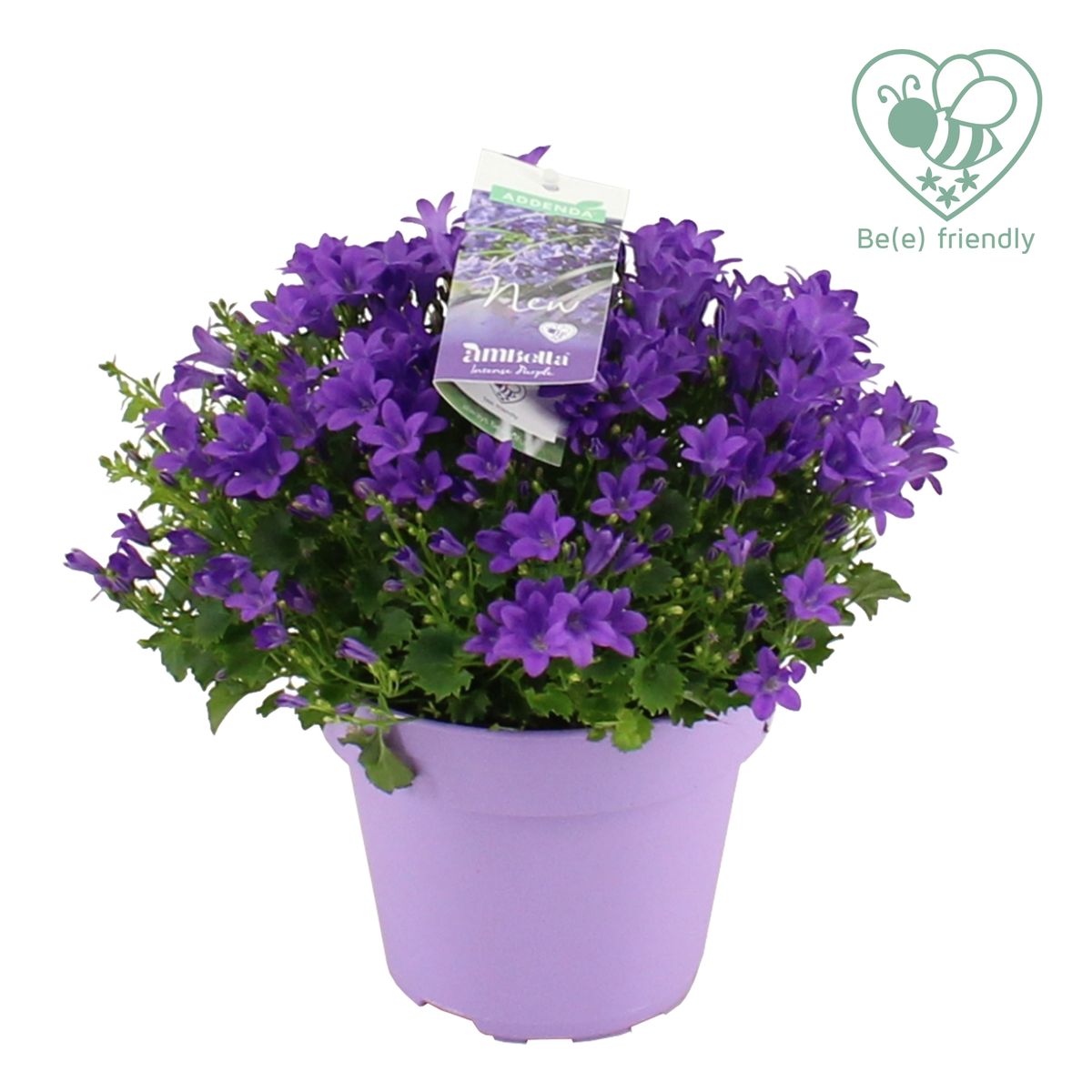 Campanula portenschlagiana AMBELLA INTENS PURPLE — Plant Wholesale