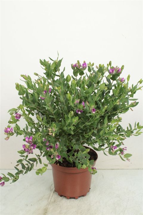 Polygala x dalmaisiana