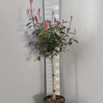 Photinia x fraseri 'Red Robin'