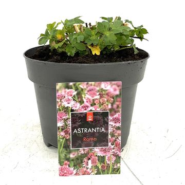 Astrantia major 'Roma'