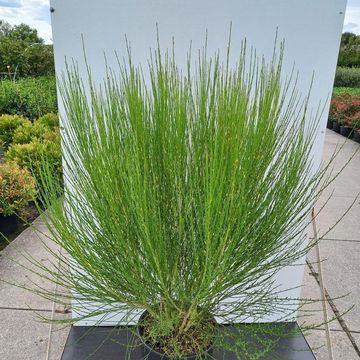 Cytisus 'Boskoop Ruby'