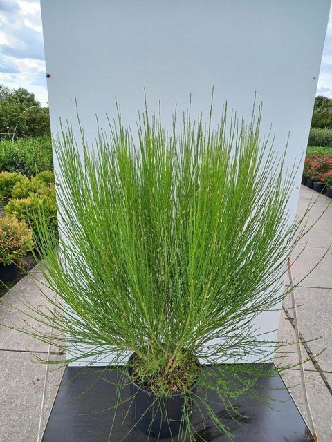 Cytisus 'Boskoop Ruby'
