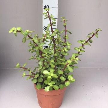 Portulacaria afra