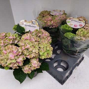 Hydrangea macrophylla REMBRANDT BELLA PESCHE