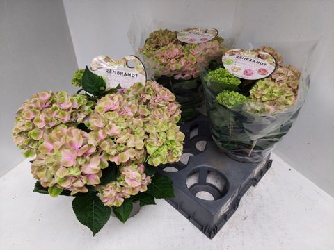 Hydrangea macrophylla REMBRANDT BELLA PESCHE