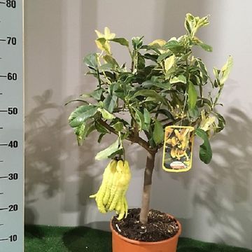 Citrus medica 'Buddha's Hand'