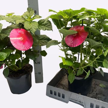 Hibiscus moscheutos LUNA ROSE