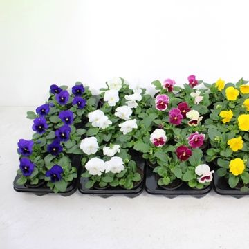 Viola x wittrockiana MIX