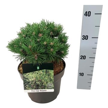 Pinus mugo 'Benjamin'