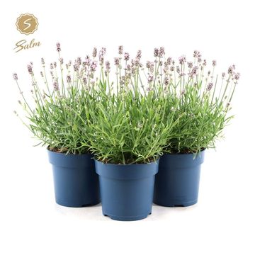 Lavandula angustifolia 'Felice Light Pink'