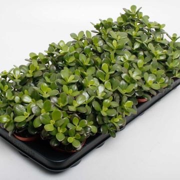 Crassula ovata 'Minor'