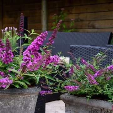 Buddleja FREE PETITE TUTTI FRUITTI