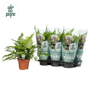 Dryopteris erythrosora