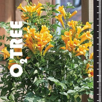 Campsis x tagliabuana GOLDEN TRUMPET