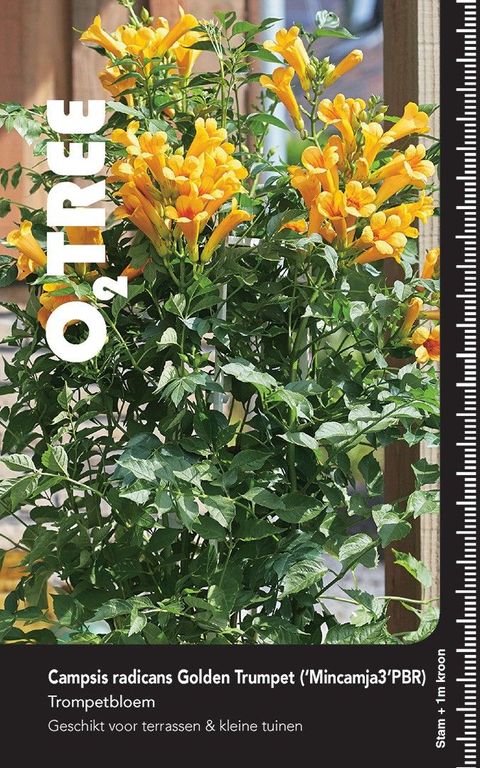 Campsis x tagliabuana GOLDEN TRUMPET