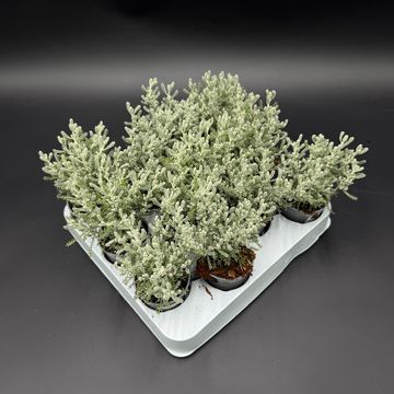 Santolina chamaecyparissus
