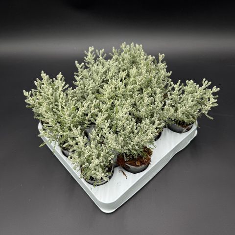 Santolina chamaecyparissus