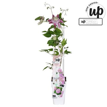 Clematis JOSEPHINE REGAL