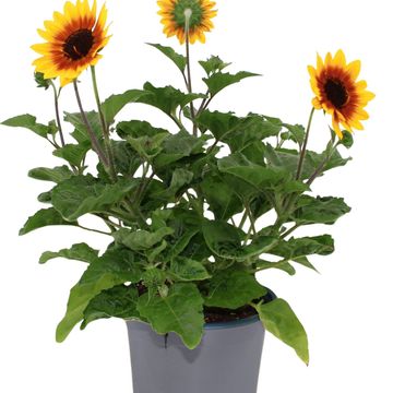 Helianthus annuus SUNBELIEVABLE BROWN EYED GIRL
